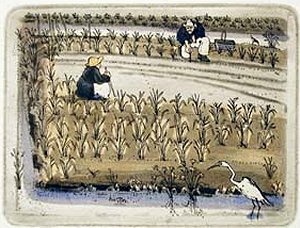 Rice Field
